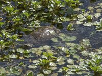 Mauremys leprosa 4, Moorse beekschildpad, Saxifraga-Willem van Kruijsbergen