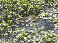 Mauremys leprosa 5, Moorse beekschildpad, Saxifraga-Willem van Kruijsbergen