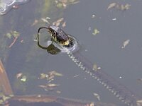 Natrix natrix 65, Ringslang, Saxifraga-Mark Zekhuis