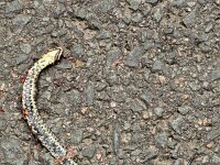 Dead Barred grass snake (Natrix helvetica); road casualty  Dead Barred grass snake (Natrix helvetica); road casualty : barred grass snake, grass snake, snake, Natrix helvetica, belly, road casualty, dead, road victim, flattened fauna, amphibian, animal, animals, fauna, wildlife, wild animal, zoology, biology, nature, natural, summer, summertime, spring, springtime, no people, nobody, outside, outdoor, outdoors, europe, european, netherlands, holland, dutch, flevoland, single animal