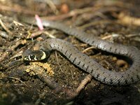 Natrix natrix 70, Ringslang, Saxifraga-Lieven Decrick