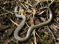 Natrix natrix 72, Ringslang, Saxifraga-Lieven Decrick