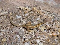 Ophisops elegans 3, Slangenooghagedis, Saxifraga-Henk Baptist