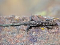 Podarcis guadarramae