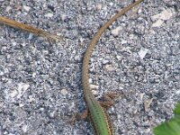 Podarcis ionicus 3, Ionische Hagedis, Saxifraga-Henk Baptist