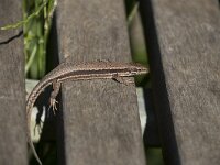 Podarcis muralis 109, Muurhagedis, Saxifraga-Willem van Kruijsbergen