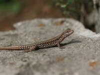 Podarcis muralis 111, Muurhagedis, Saxifraga-Lieven Decrick
