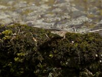 Podarcis muralis 68, Muurhagedis, Saxifraga-Jan Nijendijk