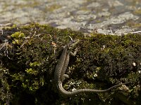 Podarcis muralis 70, Muurhagedis, Saxifraga-Jan Nijendijk