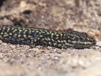 Podarcis muralis ssp macro 58, Saxifraga-Edo van Uchelen