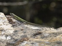 Podarcis vaucheri 2, Moorse muurhagedis, Saxifraga-Theo Verstrael