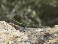 Podarcis vaucheri 4, Moorse muurhagedis, Saxifraga-Theo Verstrael  Spaanse muurhagedis_man