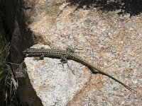 Podarcis virescens