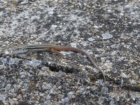 Psammodromus algirus 1, Grote zandloper, Saxifraga-Willem van Kruijsbergen