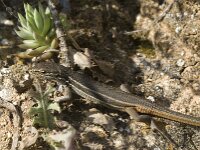 Psammodromus algirus 10, Grote zandloper, Saxifraga-Jan van der Straaten