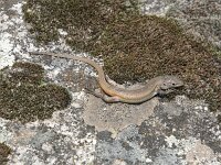 Psammodromus algirus 10, Grote zandloper, Saxifraga-Willem van Kruijsbergen