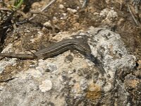 Psammodromus algirus 11, Grote zandloper, Saxifraga-Jan van der Straaten