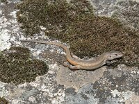 Psammodromus algirus 11, Grote zandloper, Saxifraga-Willem van Kruijsbergen