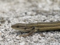 Psammodromus algirus 12, Grote zandloper, Saxifraga-Jan van der Straaten