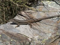 Psammodromus algirus 13, Grote zandloper, Saxifraga-Willem van Kruijsbergen