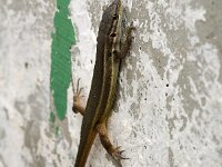 Psammodromus algirus 14, Grote zandloper, Saxifraga-Jan van der Straaten