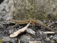 Psammodromus algirus 16, Grote zandloper, Saxifraga-Jan van der Straaten