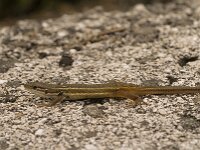 Psammodromus algirus 17, Grote zandloper, Saxifraga-Jan van der Straaten