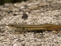 Psammodromus algirus 18, Grote zandloper, Saxifraga-Jan van der Straaten