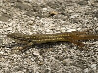 Psammodromus algirus 21, Grote zandloper, Saxifraga-Willem van Kruijsbergen