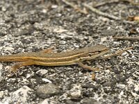 Psammodromus algirus 24, Grote zandloper, Saxifraga-Willem van Kruijsbergen