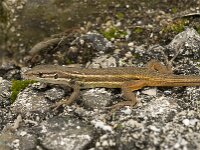 Psammodromus algirus 27, Grote zandloper, Saxifraga-Willem van Kruijsbergen