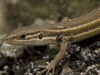 Psammodromus algirus 31, Grote zandloper, Saxifraga-Willem van Kruijsbergen