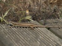 Psammodromus algirus 33, Grote zandloper, Saxifraga-Willem van Kruijsbergen