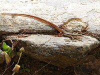 Psammodromus algirus 36, Grote zandloper, Saxifraga-Tom Heijnen