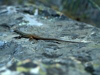 Psammodromus algirus 38, Grote zandloper, Saxifraga-Jan van der Straaten
