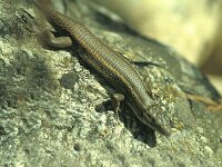 Psammodromus algirus 4, Grote zandloper, Saxifraga-Edo van Uchelen