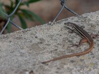 Psammodromus algirus 40, Grote zandloper, adult male, Saxifraga-Theo Verstrael