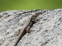 Psammodromus algirus 41, Grote zandloper, adult female, Saxifraga-Theo Verstrael