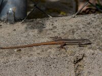 Psammodromus algirus 46, Grote zandloper, adult male, Saxifraga-Theo Verstrael