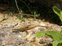 Psammodromus algirus 6, Grote zandloper, Saxifraga-Rudmer Zwerver