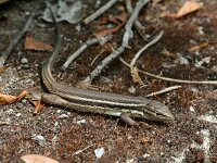 Psammodromus algirus 7, Grote zandloper, Saxifraga-Jeroen Willemsen