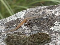 Psammodromus algirus 7, Grote zandloper, Saxifraga-Willem van Kruijsbergen