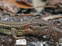 Psammodromus algirus 8, Grote zandloper, Saxifraga-Jeroen Willemsen
