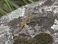 Psammodromus algirus 8, Grote zandloper, Saxifraga-Willem van Kruijsbergen