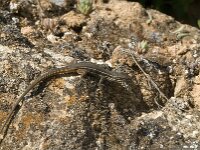 Psammodromus algirus 9, Grote zandloper, Saxifraga-Jan van der Straaten