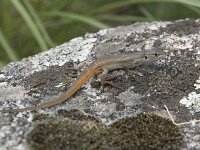 Psammodromus algirus 9, Grote zandloper, Saxifraga-Willem van Kruijsbergen