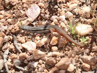Psammodromus hispanicus 3, Spaanse zandloper, Saxifraga-Sytske Dijksen