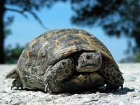 Testudo graeca 6, Saxifraga-Ed Stikvoort