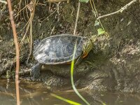 Trachemys scripta