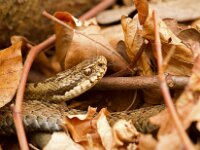 Vipera berus 44, Adder, Saxifraga-Jan Nijendijk